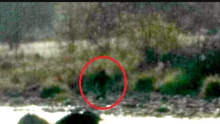 bigfoot 3